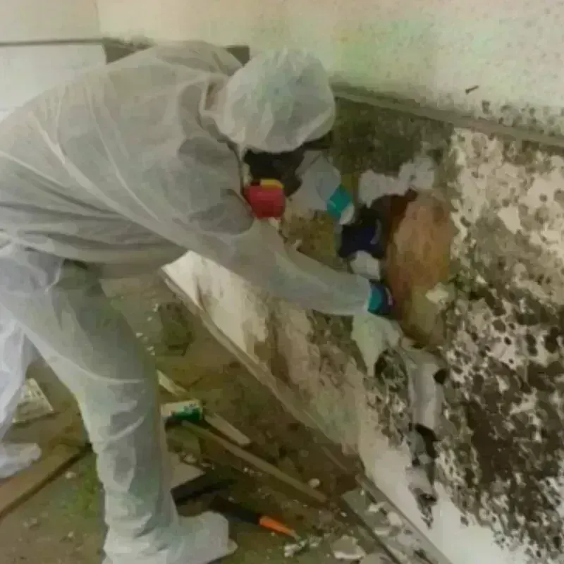 Mold Remediation and Removal in Elkins, AR